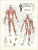 Muscles of the Body Poster