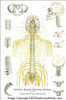 Subluxation and Spinal Nerve Chart