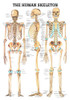 Skeletal System Poster