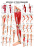 Leg Muscles Poster