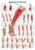 Foot Musculature Poster