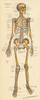 Skeletal System Anterior View - Full Size Postet
