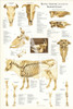 Bovine Skeletal Anatomy