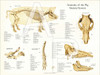 Porcine Skeletal Anatomy Poster