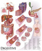 Digestive System Poster