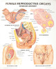 Female Reproductive System Poster