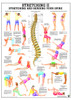 Stretch your spine chart