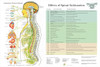 ANS and Subluxation Effects Poster