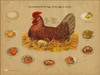 Chicken Egg Incubation Chart