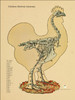 Chicken Standing Skeletal Poster