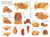 Cow Internal Organs Poster