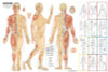 Acupuncture Poster