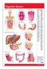 Digestive System Poster