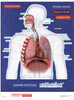 Respiratory System Poster