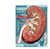 Kidney Cross section Poster