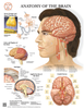 Anatomy of the Brain Poster