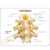 Vertebrae Anatomy Description Card