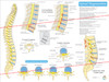 Spinal Degeneration Poster