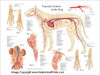 Canine Vascular System