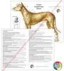 Canine Acupuncture Charts