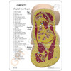 Obesity Anatomical Model Description Card