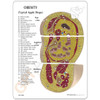 Obesity Anatomical Model Description Card