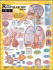 Respiratory Poster 