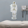 Anterior Skeletal Poster
