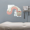 Tooth Poster