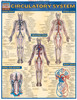 Circulatory System Poster