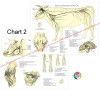Cow Nervous System Chart