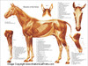 Equine Muscular System Chart