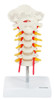 Cervical Spine Model