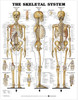 Skeletal System Anatomy Chart