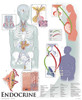 Endocrine System Poster