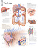 Liver Anatomical Chart