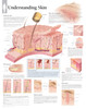 Understanding the Skin Anatomy Poster