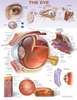Eye Anatomy Chart