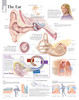 Ear Anatomical Chart