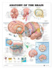 Brain Poster