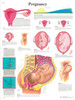 Pregnancy Anatomy Chart