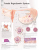 Female Reproductive System Anatomical Poster