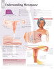 Understanding Menopause Anatomical Chart