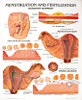 Menstruation and Fertilization Chart