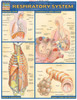 Respiratory System Anatomy Chart