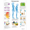 Osteoporosis Anatomical Chart