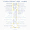 Nerve Insert