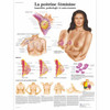 La poitrine féminine - et auto-examen Chart