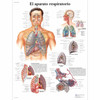 El aparato respiratorio Chart