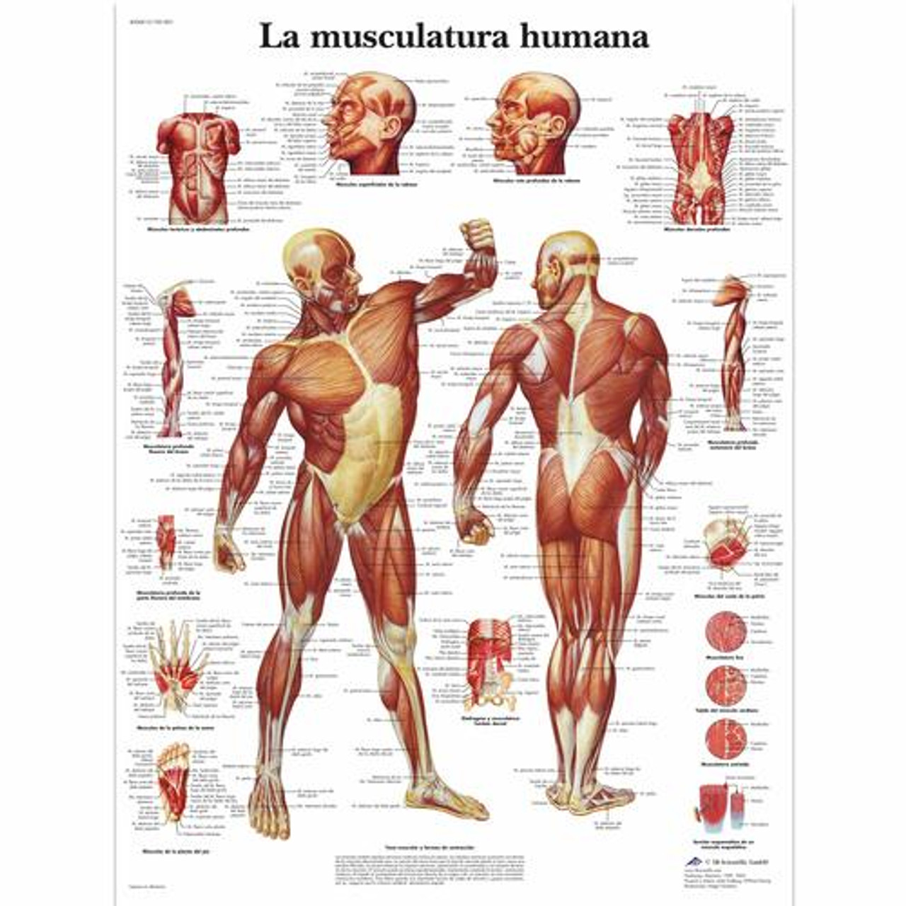 La Musculatura humana Chart 